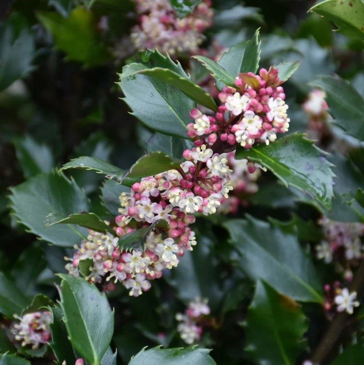 Ilex meserveae 'Blue Prince' - kristsþyrnir