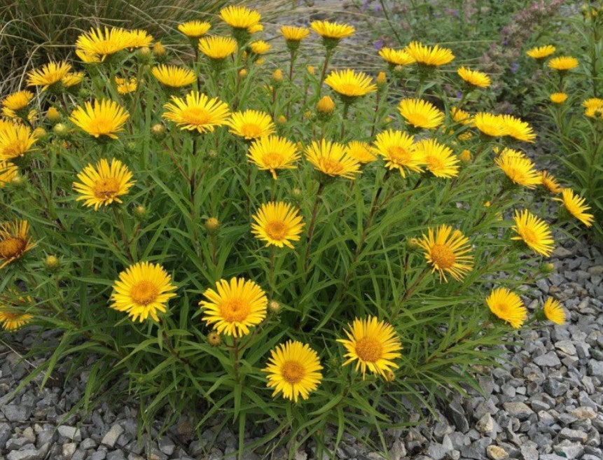 Inula ensifolia - sverðasunna
