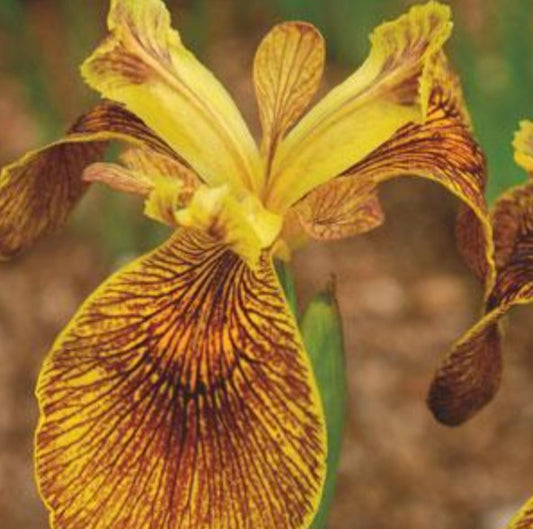Iris pseudacorus 'Berlin Tiger' - tjarnaíris