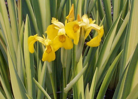 Iris pseudacorus 'Variegata' - tjarnaíris
