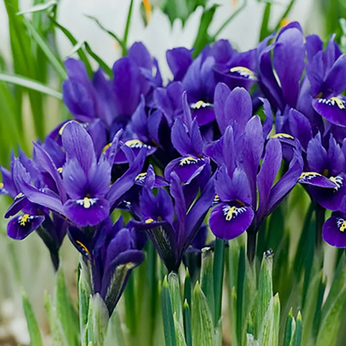 Iris reticulata 'Pixie' - voríris