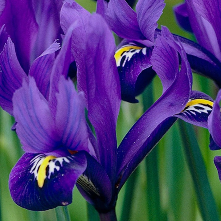 Iris reticulata 'Pixie' - voríris