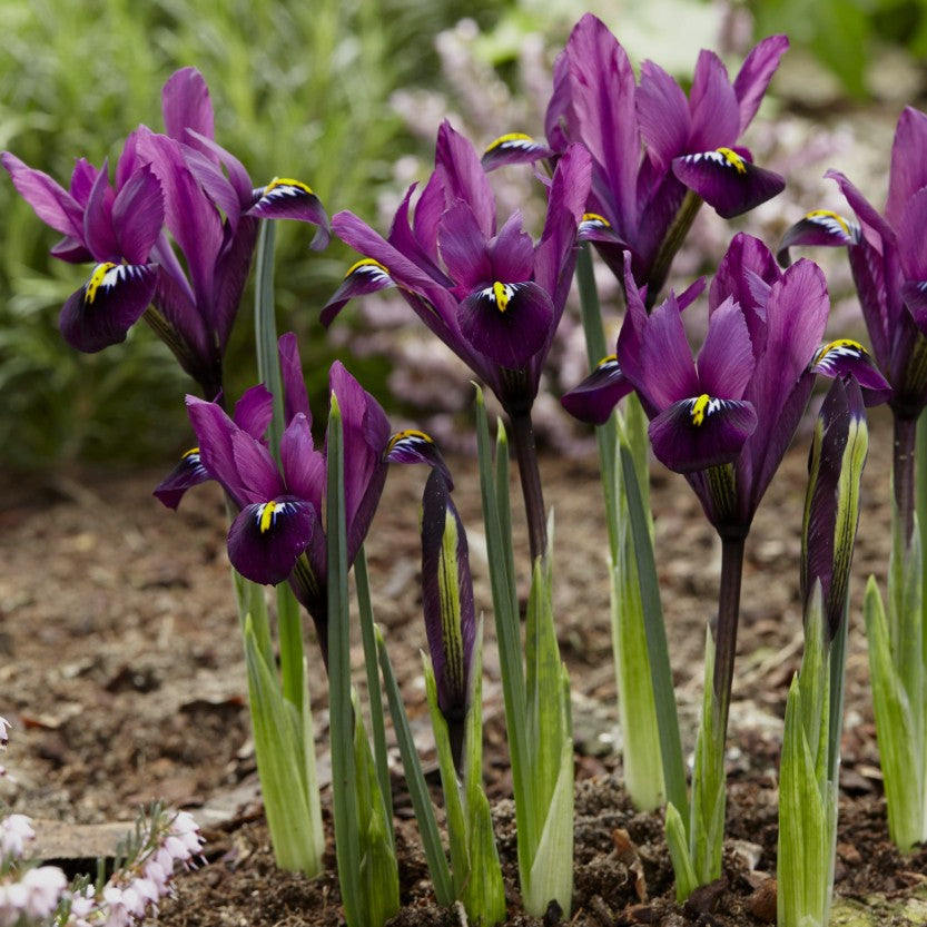 Iris reticulata 'Purple Hill' - voríris