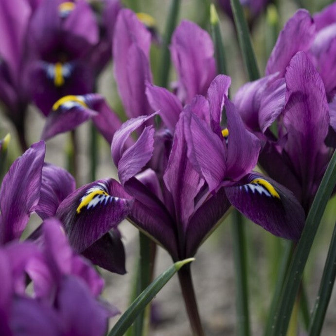 Iris reticulata 'Purple Hill' - voríris