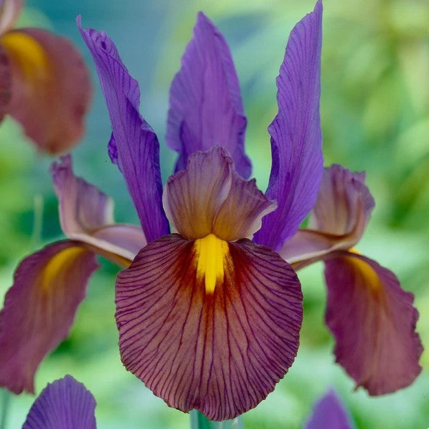 Iris x hollandica 'Tigereye'® - hollandsíris