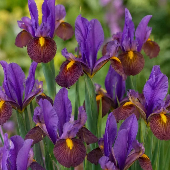 Iris x hollandica 'Tigereye'® - hollandsíris