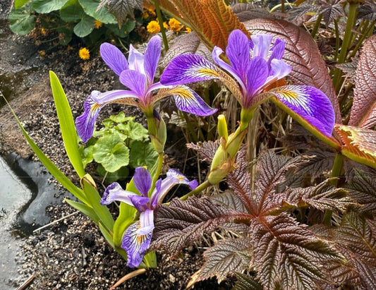Iris versicolor 'Dark Aura' - roðaíris