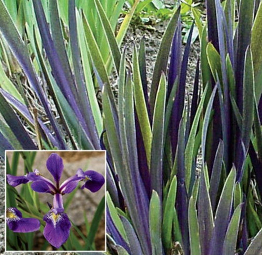 Iris versicolor 'Dark Aura' - roðaíris