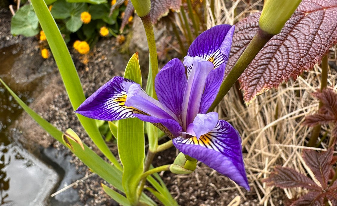 Iris versicolor 'Dark Aura' - roðaíris