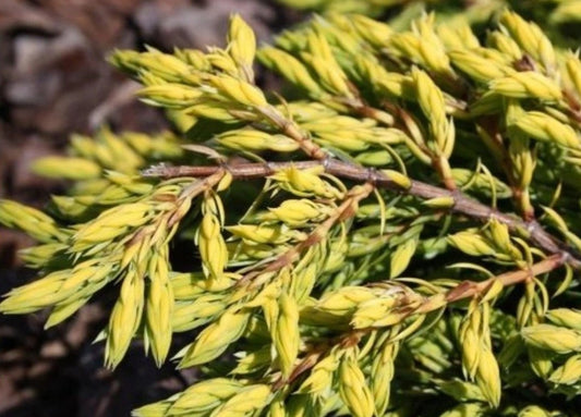 Juniperus communis 'Goldschatz' - einir