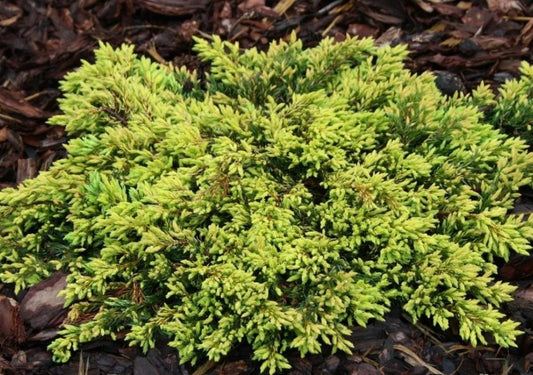 Juniperus communis 'Goldschatz' - einir