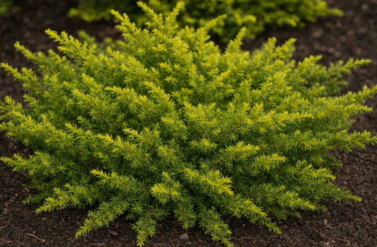 Juniperus communis 'Lemon Carpet' - einir