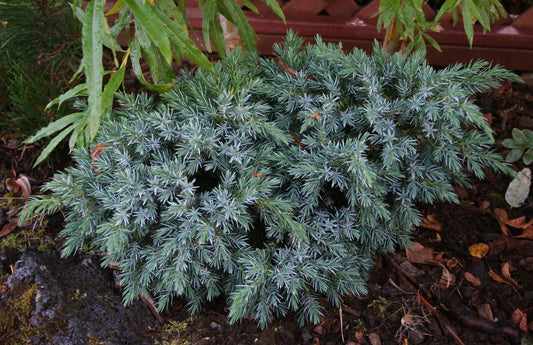 Juniperus squamata 'Blue Star' - himalajaeinir