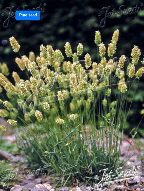 Koeleria pygmaea - dvergstrýgresi