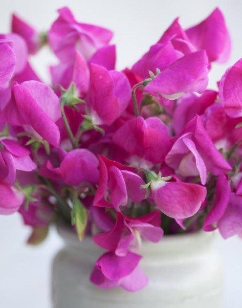 Lathyrus odoratus 'Annie B. Gilroy' - ilmertur