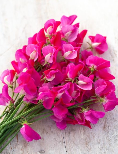 Lathyrus odoratus 'Annie B. Gilroy' - ilmertur
