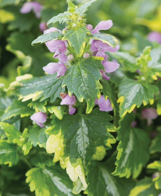 Lamium maculatum 'Anne Greenaway' - dílatvítönn