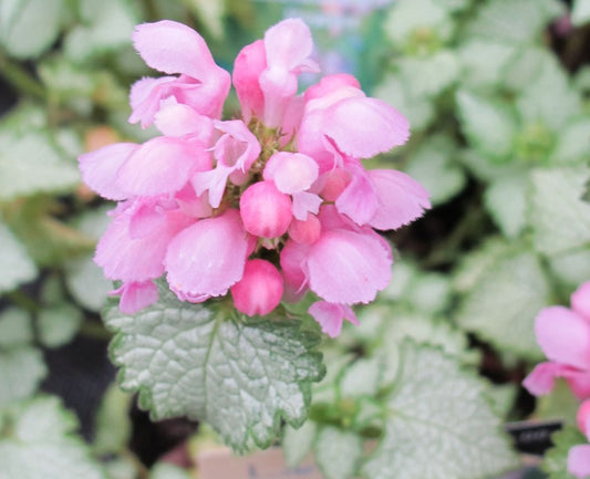 Lamium maculatum 'Pink Pewter' - dílatvítönn