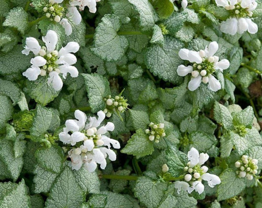 Lamium maculatum 'White Nancy' - dílatvítönn