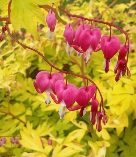 Lamprocapnos spectabilis 'Yellow Leaf' - hjartablóm
