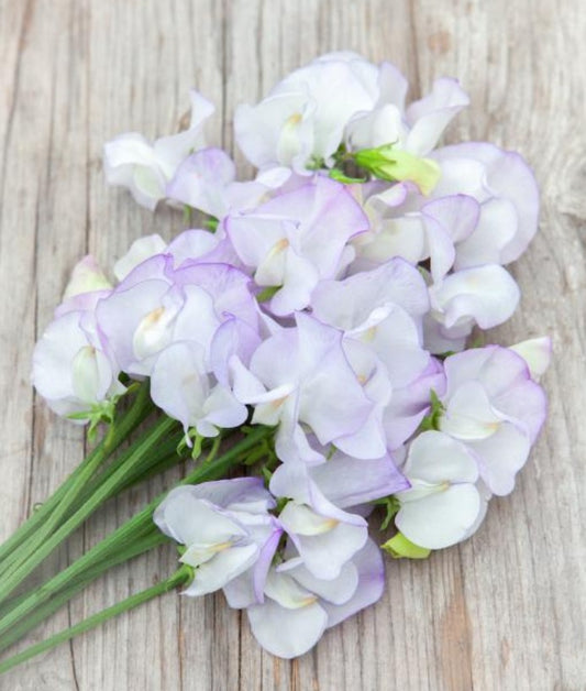 Lathyrus odoratus 'Albutt Blue' - ilmertur