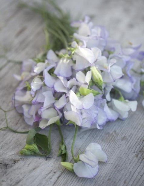 Lathyrus odoratus 'Albutt Blue' - ilmertur