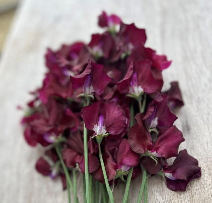 Lathyrus odoratus 'Black Prince' - ilmertur