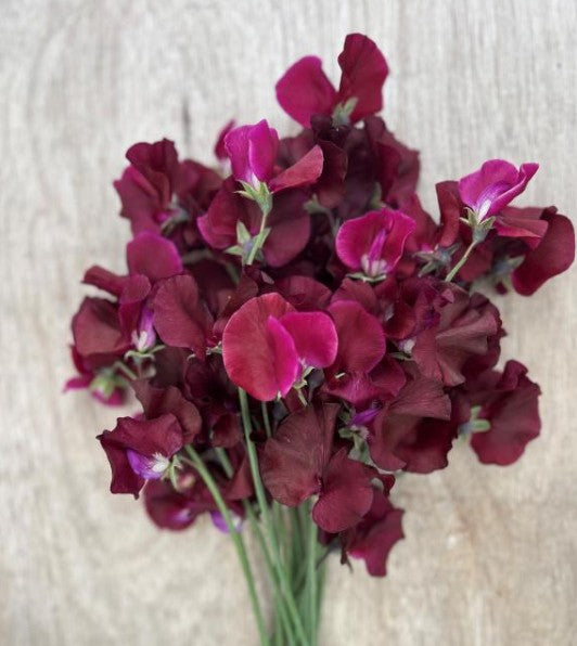 Lathyrus odoratus 'Black Prince' - ilmertur