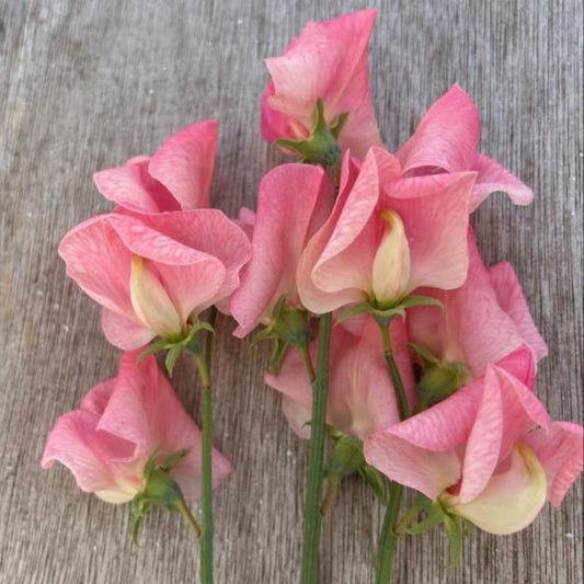 Lathyrus odoratus 'Emily' - ilmertur