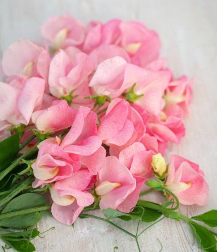 Lathyrus odoratus 'Emily' - ilmertur