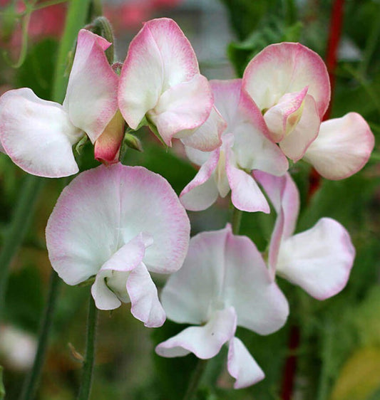 Lathyrus odoratus 'High Society' - ilmertur