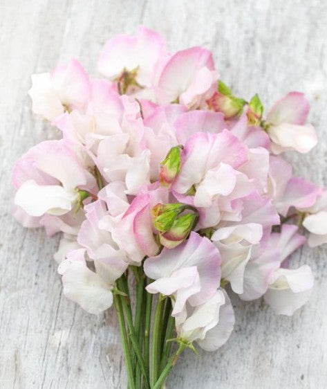 Lathyrus odoratus 'High Society' - ilmertur