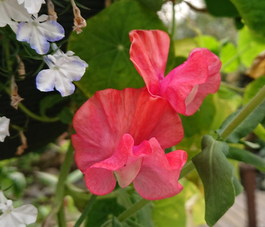 Lathyrus odoratus 'Prince of Orange' - ilmertur
