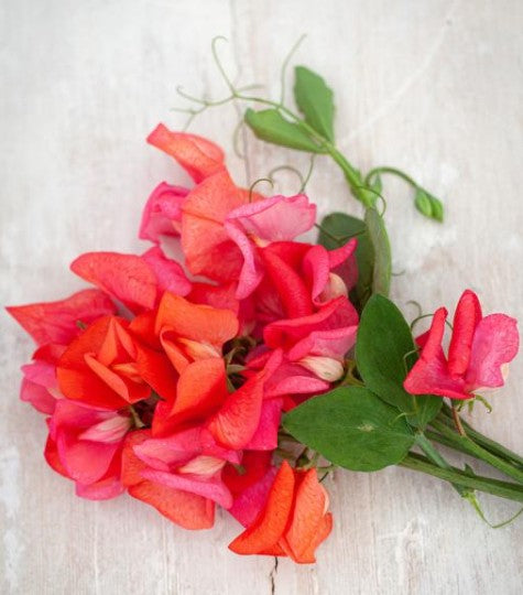 Lathyrus odoratus 'Prince of Orange' - ilmertur