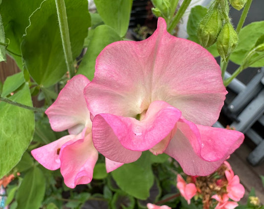 Lathyrus odoratus 'Princess Elizabeth' - ilmertur