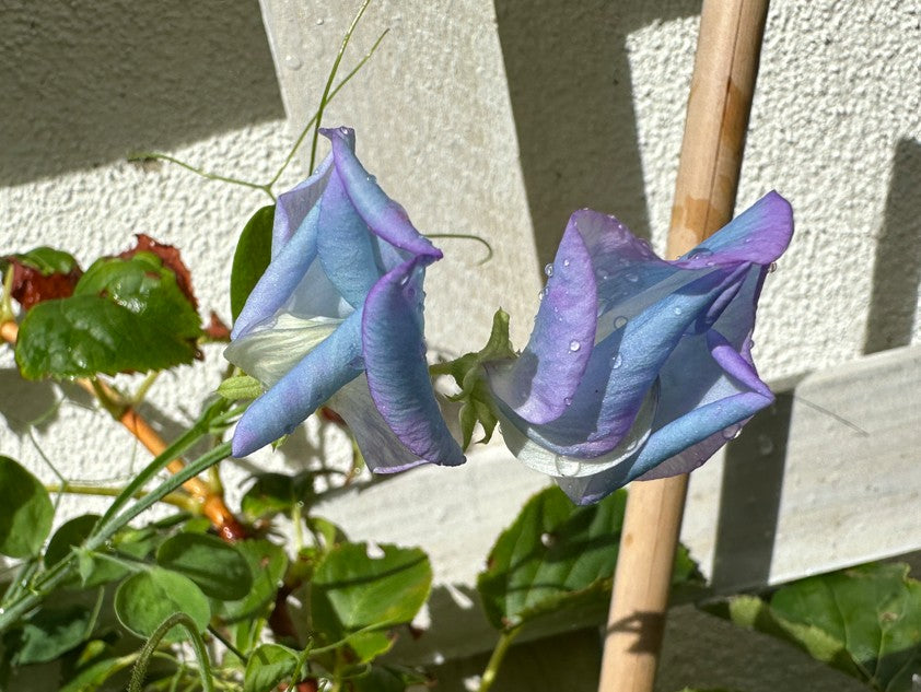 Lathyrus odoratus 'Turquoise Lagoon' - ilmertur