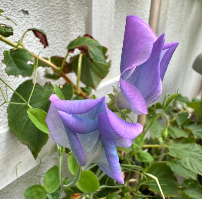 Lathyrus odoratus 'Turquoise Lagoon' - ilmertur