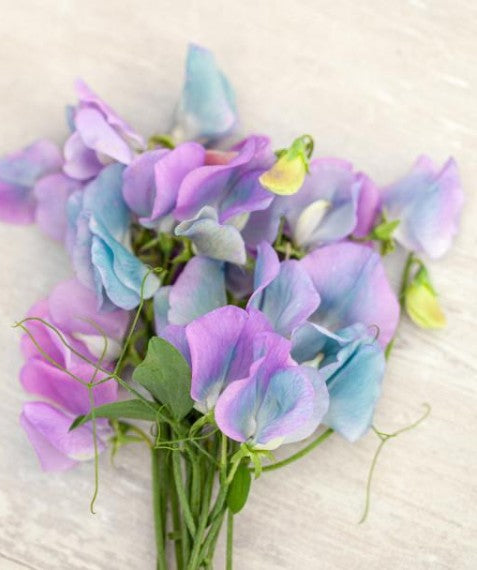 Lathyrus odoratus 'Turquoise Lagoon' - ilmertur