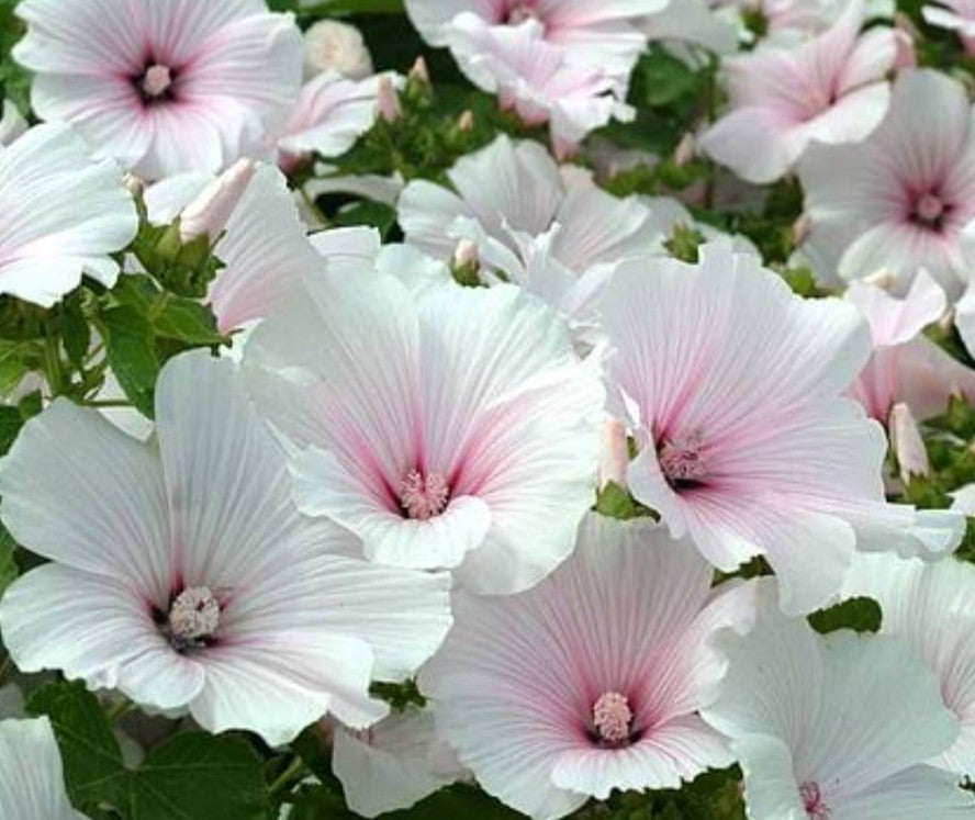 Lavatera 'Dwarf Pink Blush' - aftanroðablóm