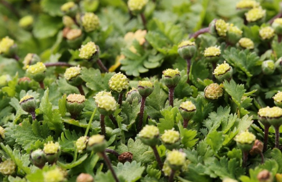 Leptinella dioica 'Minima' - flipaskinn