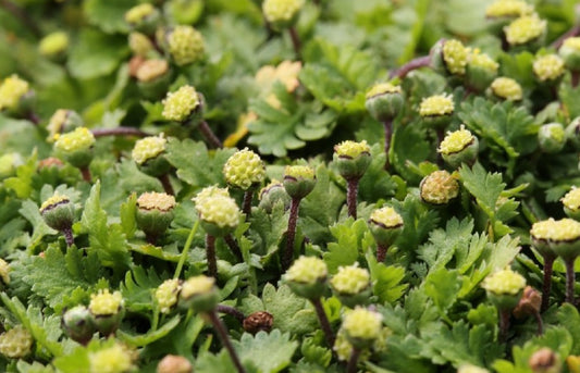 Leptinella dioica 'Minima' - flipaskinn