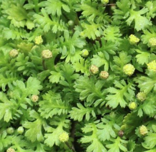 Leptinella dioica 'Minima' - flipaskinn