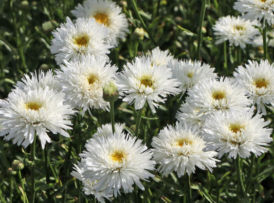 Leucanthemum x superbum 'Ooh la® Laspider' - prestabrá