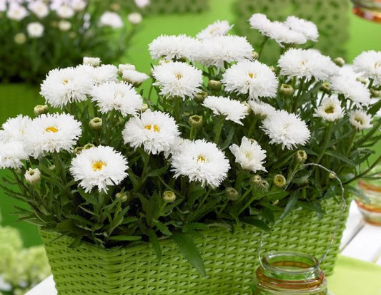 Leucanthemum x superbum 'Ooh la® Laspider' - prestabrá