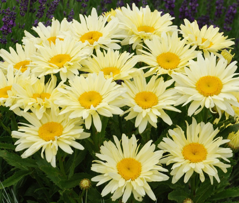 Leucanthemum x superbum 'Banana Cream' - prestabrá