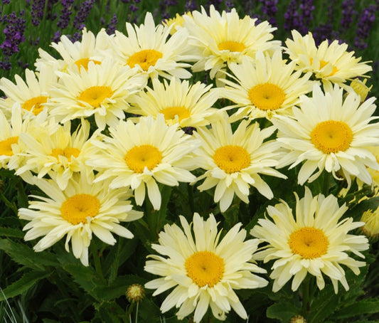 Leucanthemum x superbum 'Banana Cream' - prestabrá