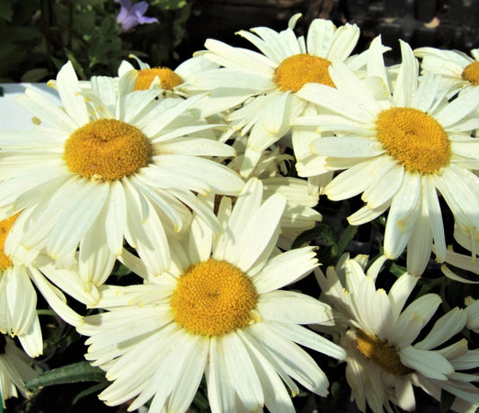 Leucanthemum x superbum 'Ooh la® Lacrème' - prestabrá