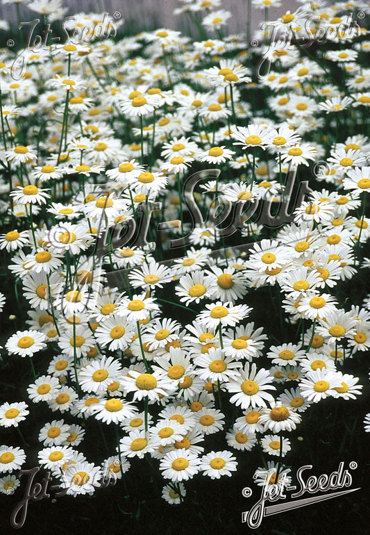 Leucanthemum vulgare 'Filigran' - freyjubrá