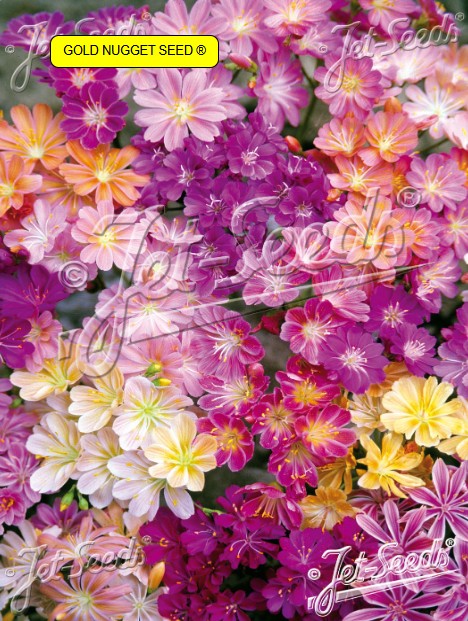 Lewisia cotyledon 'Regenbogen' - stjörnublaðka
