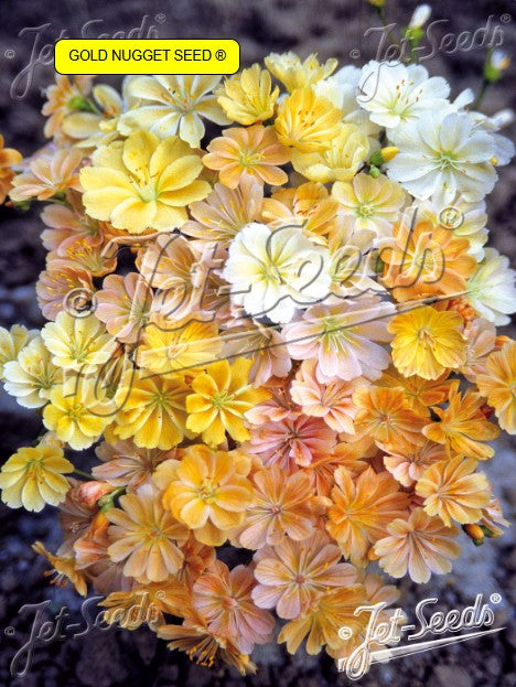 Lewisia cotyledon 'Sunset Golden-Yellow' - stjörnublaðka